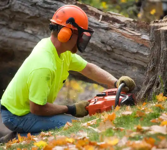 tree services Plain View